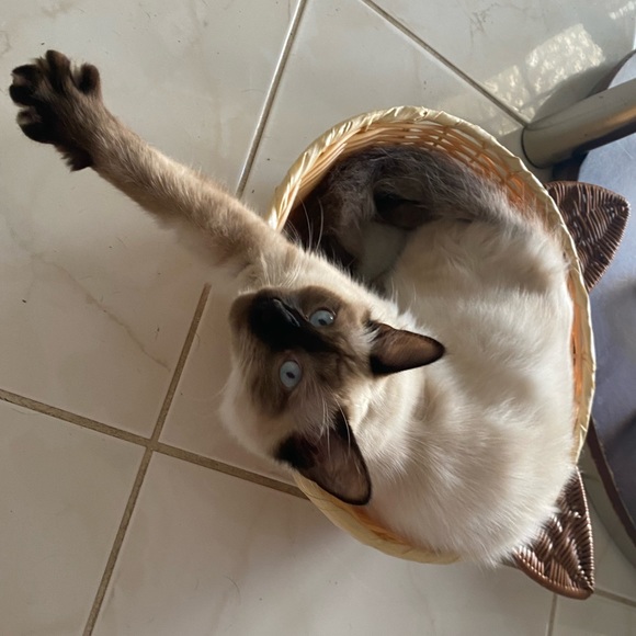 Woven Wicker Style Siamese Cat Cushion Bed - Picture 7 of 7